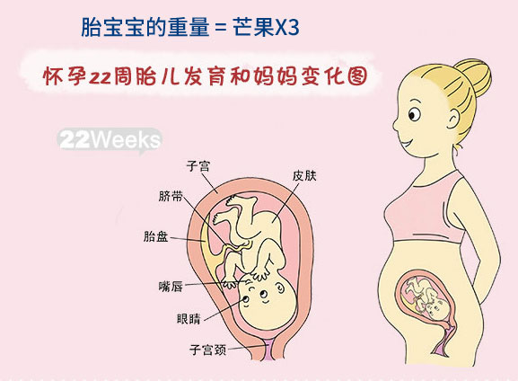 怀孕过程22周图片