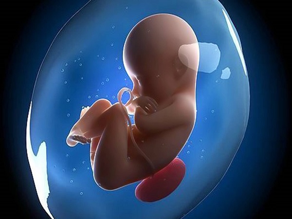 胚胎形状判断男女图片